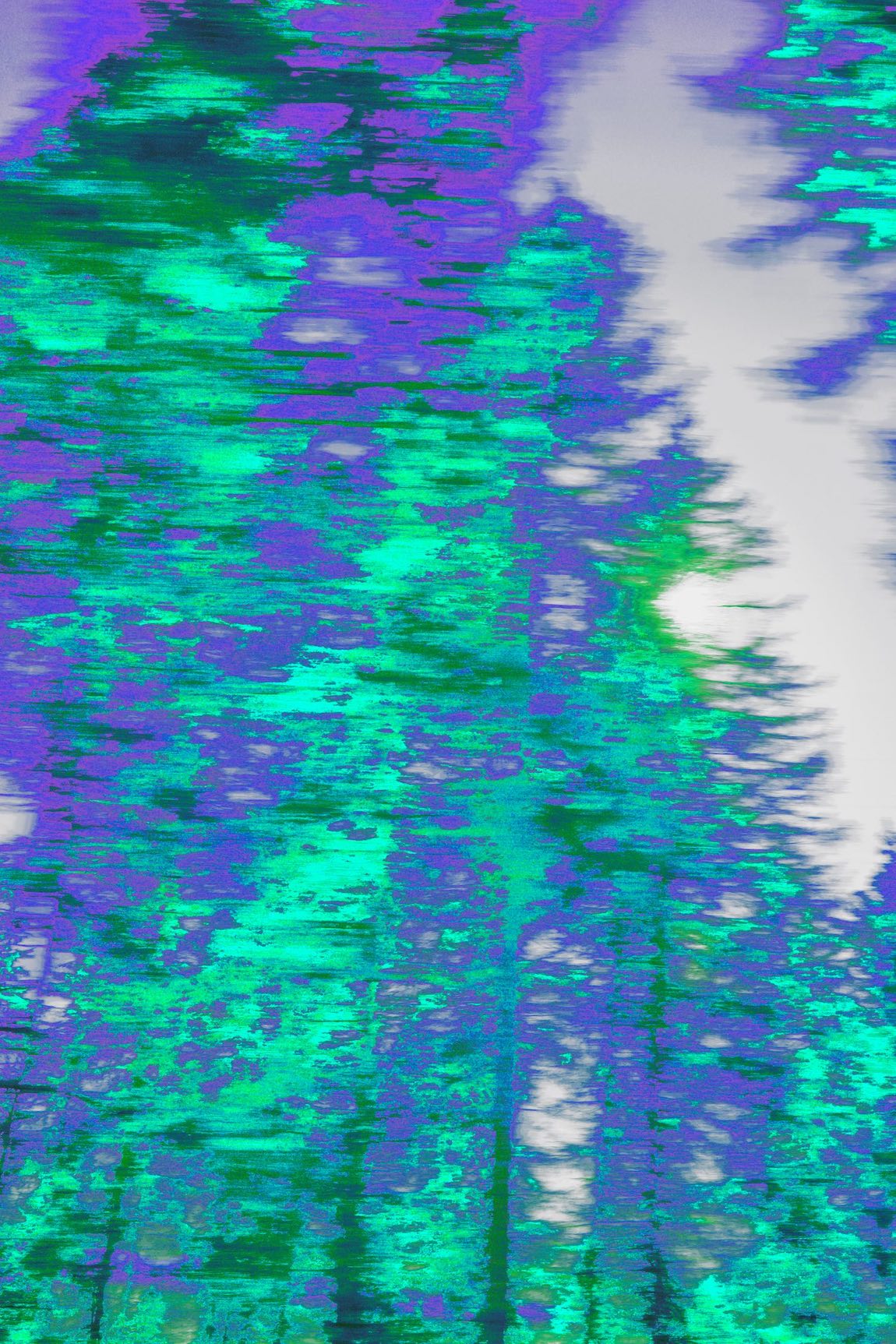 arbres défilants I